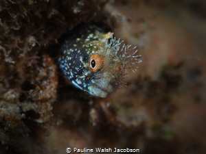 Roughhead Blenny, Acanthemblemaria aspera, Blue Heron Bri... by Pauline Walsh Jacobson 